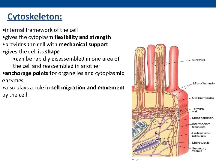 Cytoskeleton: • internal framework of the cell • gives the cytoplasm flexibility and strength