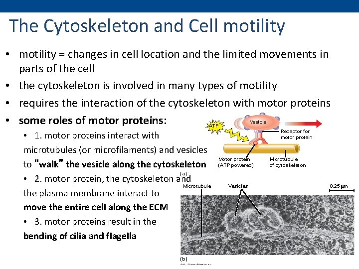 The Cytoskeleton and Cell motility • motility = changes in cell location and the