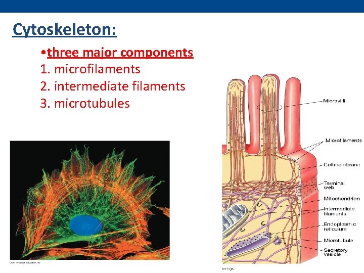 Cytoskeleton: • three major components 1. microfilaments 2. intermediate filaments 3. microtubules 