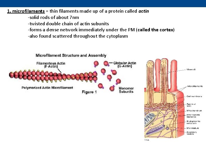 1. microfilaments = thin filaments made up of a protein called actin -solid rods