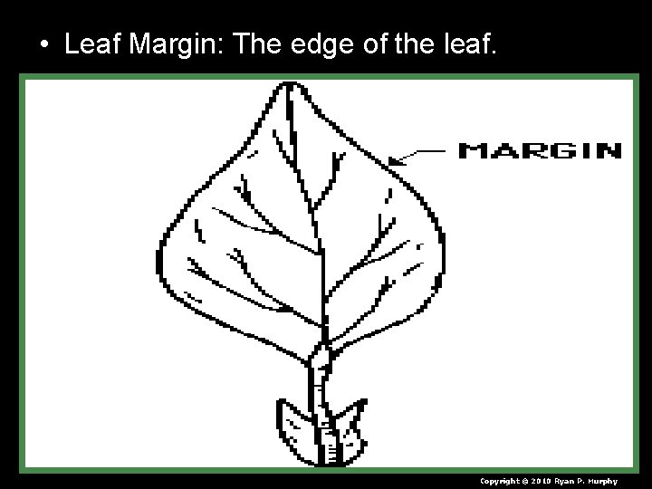 • Leaf Margin: The edge of the leaf. Copyright © 2010 Ryan P. • Leaf Margin: The edge of the leaf. Copyright © 2010 Ryan P.