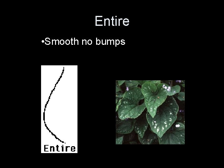 Entire • Smooth no bumps Entire • Smooth no bumps