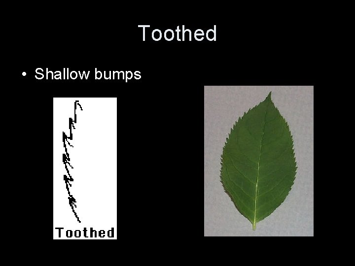 Toothed • Shallow bumps Toothed • Shallow bumps