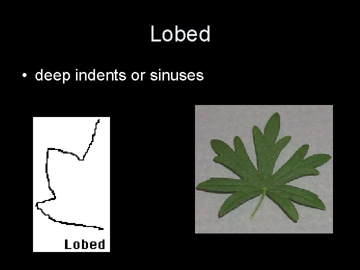 Lobed • deep indents or sinuses Lobed • deep indents or sinuses