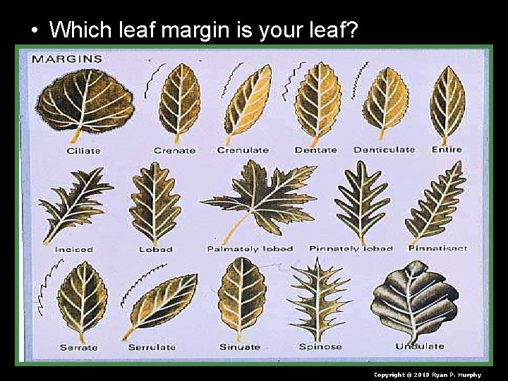 • Which leaf margin is your leaf? Copyright © 2010 Ryan P. Murphy • Which leaf margin is your leaf? Copyright © 2010 Ryan P. Murphy