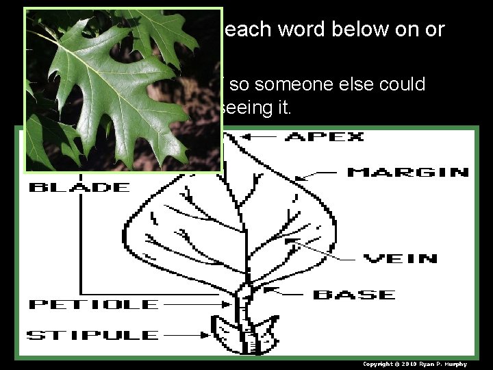 • Review! Describe each word below on or around your leaf. – Describe • Review! Describe each word below on or around your leaf. – Describe