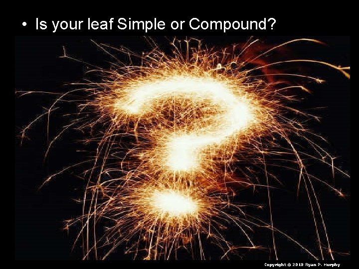 • Is your leaf Simple or Compound? Copyright © 2010 Ryan P. Murphy • Is your leaf Simple or Compound? Copyright © 2010 Ryan P. Murphy