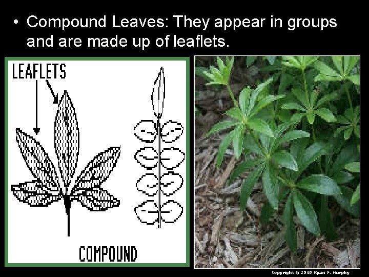 • Compound Leaves: They appear in groups and are made up of leaflets. • Compound Leaves: They appear in groups and are made up of leaflets.