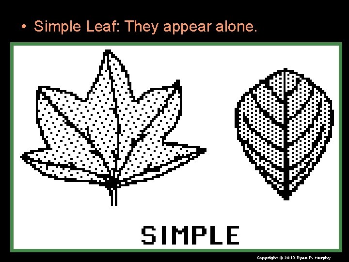 • Simple Leaf: They appear alone. Copyright © 2010 Ryan P. Murphy • Simple Leaf: They appear alone. Copyright © 2010 Ryan P. Murphy