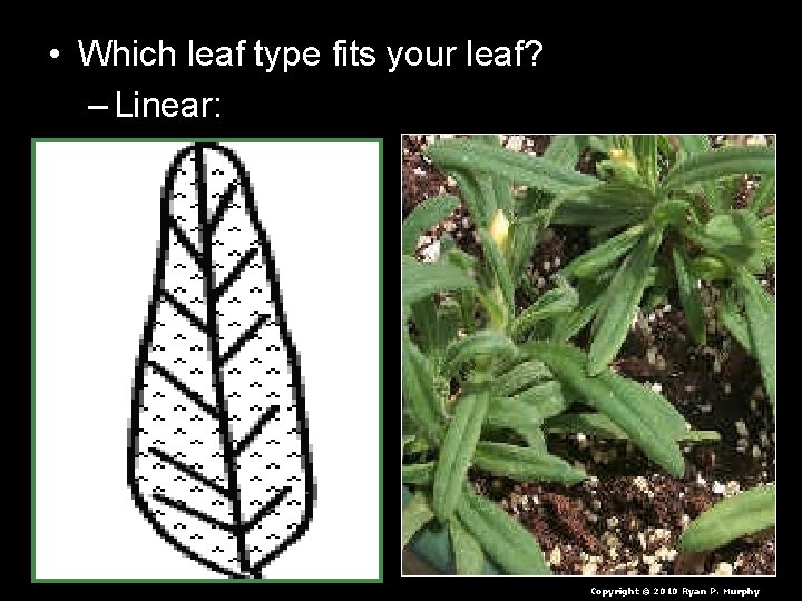 • Which leaf type fits your leaf? – Linear: Copyright © 2010 Ryan • Which leaf type fits your leaf? – Linear: Copyright © 2010 Ryan