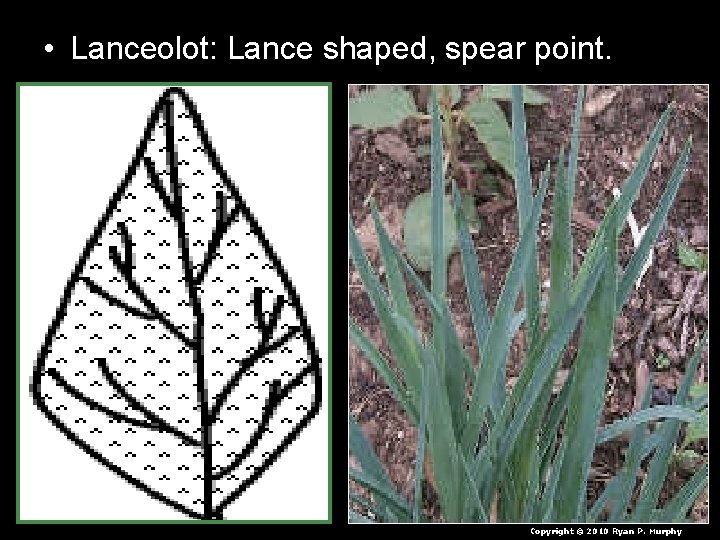 • Lanceolot: Lance shaped, spear point. Copyright © 2010 Ryan P. Murphy • Lanceolot: Lance shaped, spear point. Copyright © 2010 Ryan P. Murphy