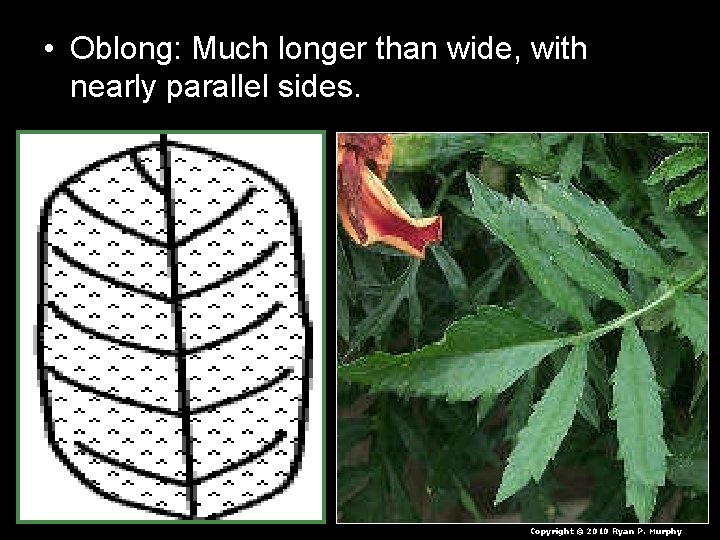 • Oblong: Much longer than wide, with nearly parallel sides. Copyright © 2010 • Oblong: Much longer than wide, with nearly parallel sides. Copyright © 2010