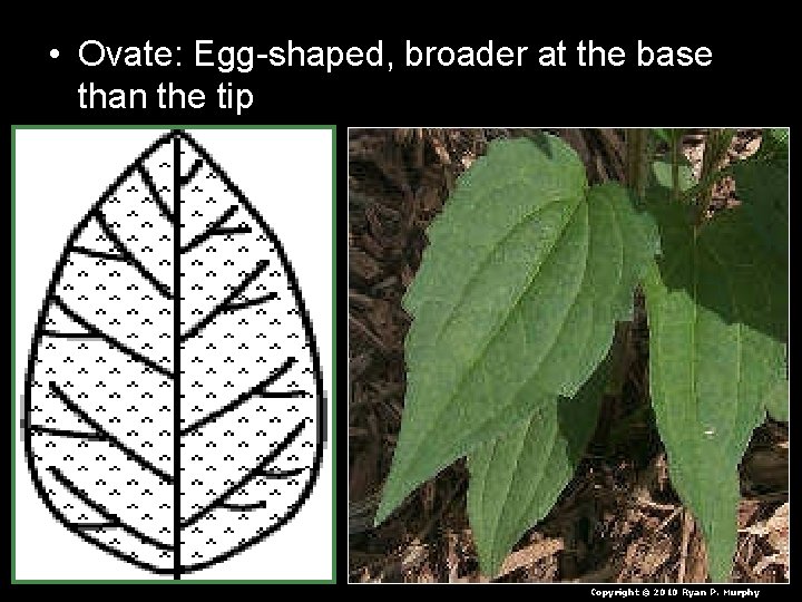 • Ovate: Egg-shaped, broader at the base than the tip Copyright © 2010 • Ovate: Egg-shaped, broader at the base than the tip Copyright © 2010