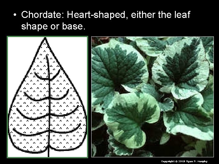 • Chordate: Heart-shaped, either the leaf shape or base. Copyright © 2010 Ryan • Chordate: Heart-shaped, either the leaf shape or base. Copyright © 2010 Ryan