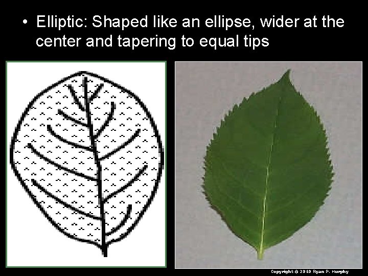 • Elliptic: Shaped like an ellipse, wider at the center and tapering to • Elliptic: Shaped like an ellipse, wider at the center and tapering to