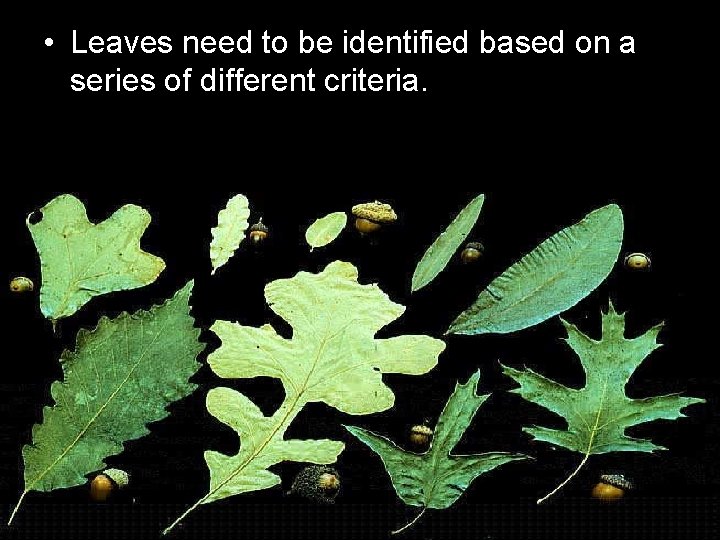 • Leaves need to be identified based on a series of different criteria. • Leaves need to be identified based on a series of different criteria.
