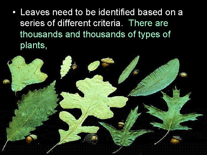 • Leaves need to be identified based on a series of different criteria. • Leaves need to be identified based on a series of different criteria.