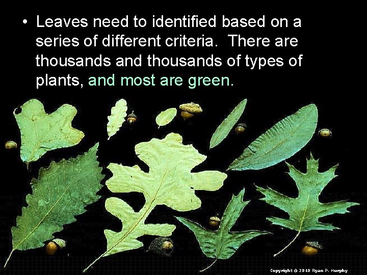 • Leaves need to identified based on a series of different criteria. There • Leaves need to identified based on a series of different criteria. There