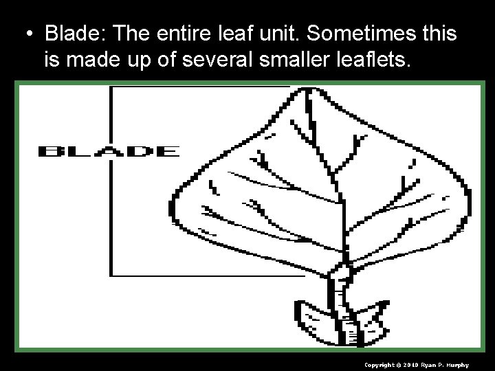 • Blade: The entire leaf unit. Sometimes this is made up of several • Blade: The entire leaf unit. Sometimes this is made up of several