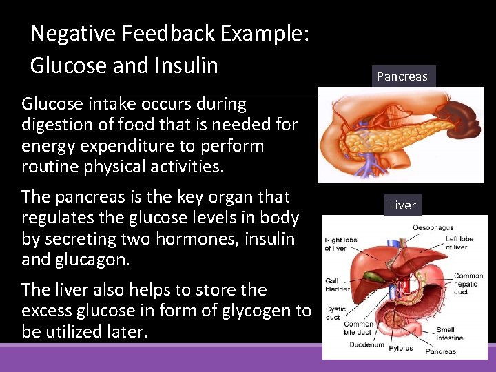 Negative Feedback Example: Glucose and Insulin Pancreas Glucose intake occurs during digestion of food