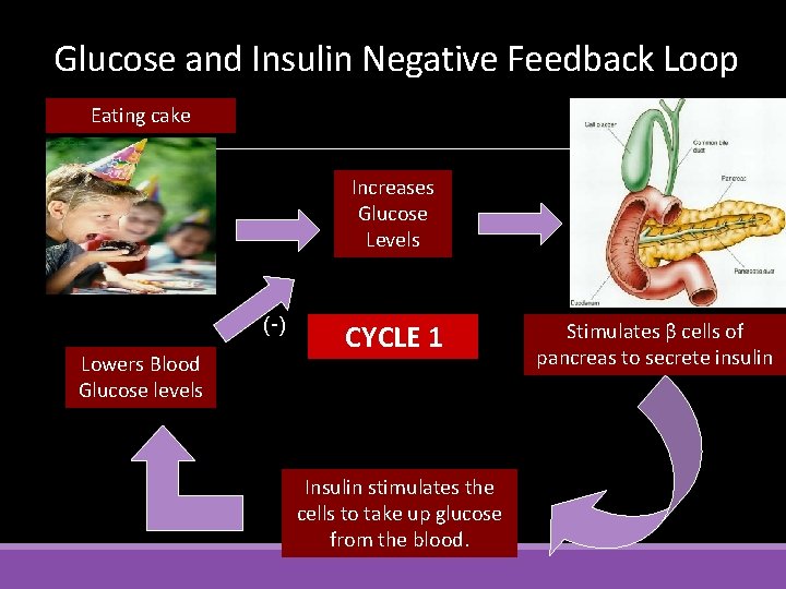 Glucose and Insulin Negative Feedback Loop Eating cake Increases Glucose Levels (-) Lowers Blood