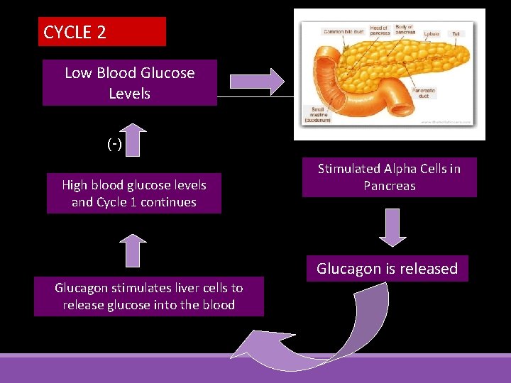 CYCLE 2 Low Blood Glucose Levels (-) High blood glucose levels and Cycle 1