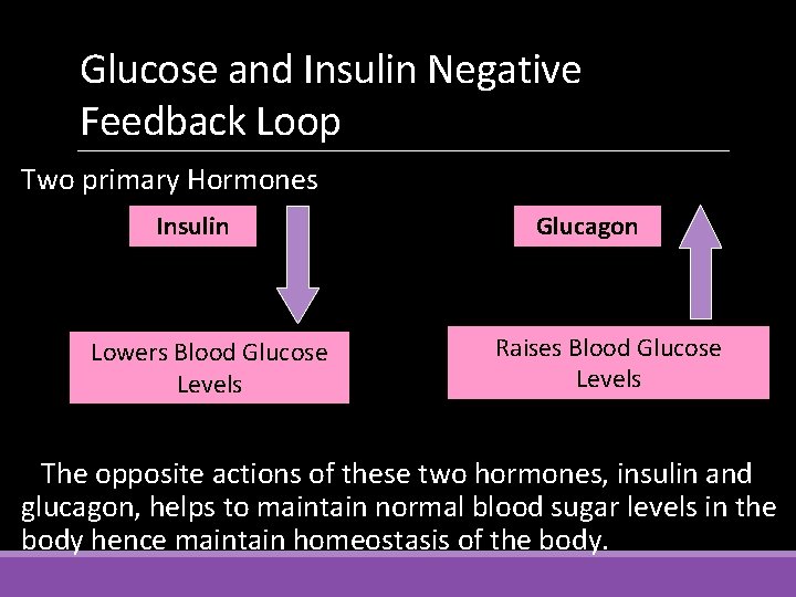 Glucose and Insulin Negative Feedback Loop Two primary Hormones Insulin Lowers Blood Glucose Levels