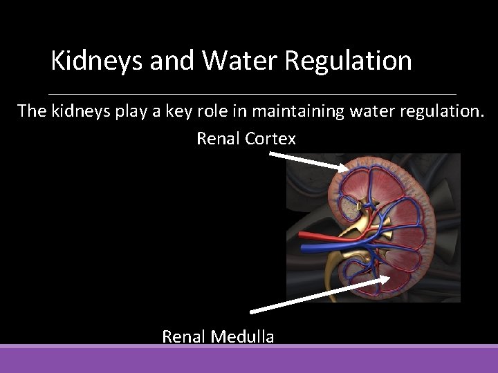 Kidneys and Water Regulation The kidneys play a key role in maintaining water regulation.