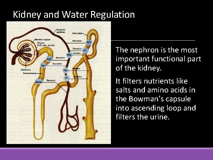 Kidney and Water Regulation The nephron is the most important functional part of the