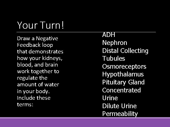 Your Turn! Draw a Negative Feedback loop that demonstrates how your kidneys, blood, and