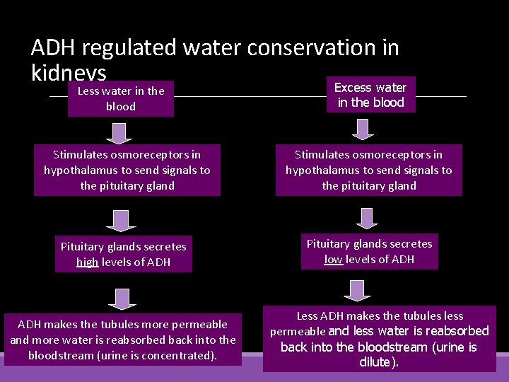 ADH regulated water conservation in kidneys Excess water Less water in the blood Stimulates