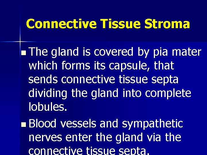 Connective Tissue Stroma n The gland is covered by pia mater which forms its