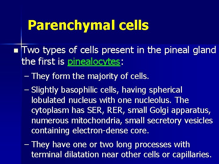 Parenchymal cells n Two types of cells present in the pineal gland the first