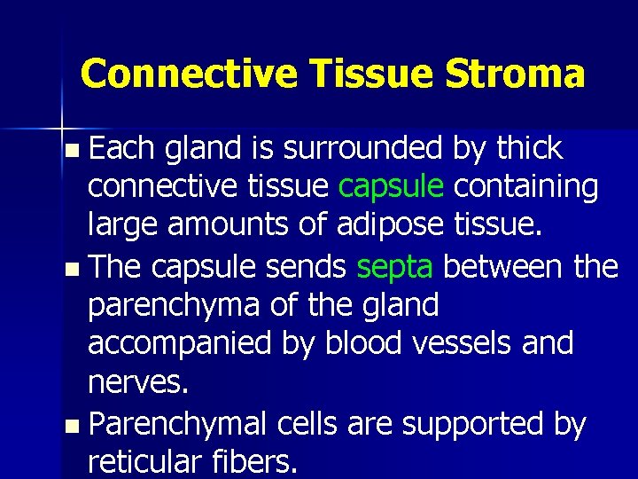 Connective Tissue Stroma n Each gland is surrounded by thick connective tissue capsule containing