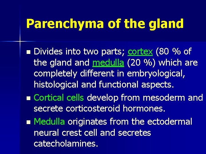 Parenchyma of the gland Divides into two parts; cortex (80 % of the gland