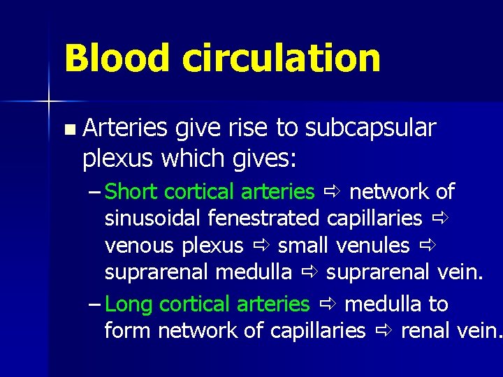 Blood circulation n Arteries give rise to subcapsular plexus which gives: – Short cortical
