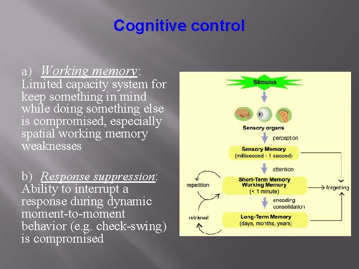 Cognitive control a) Working memory: Limited capacity system for keep something in mind while