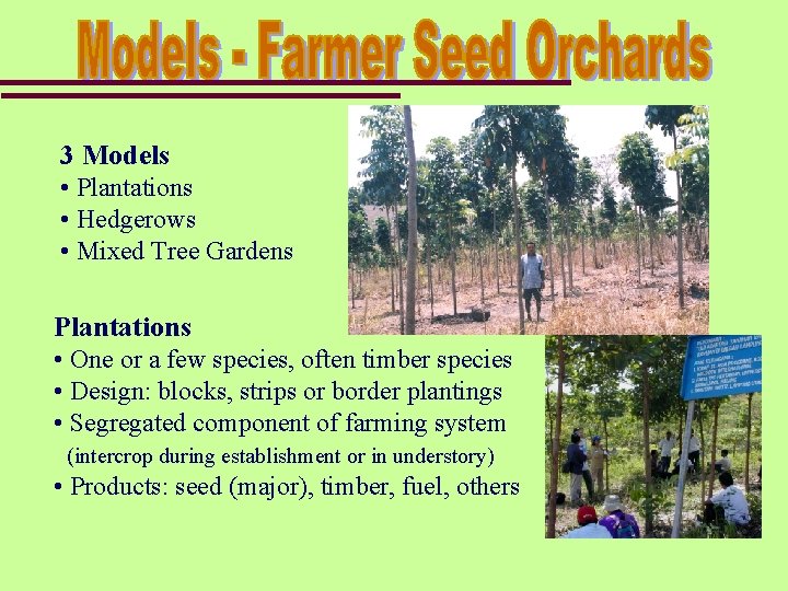 3 Models • Plantations • Hedgerows • Mixed Tree Gardens Plantations • One or