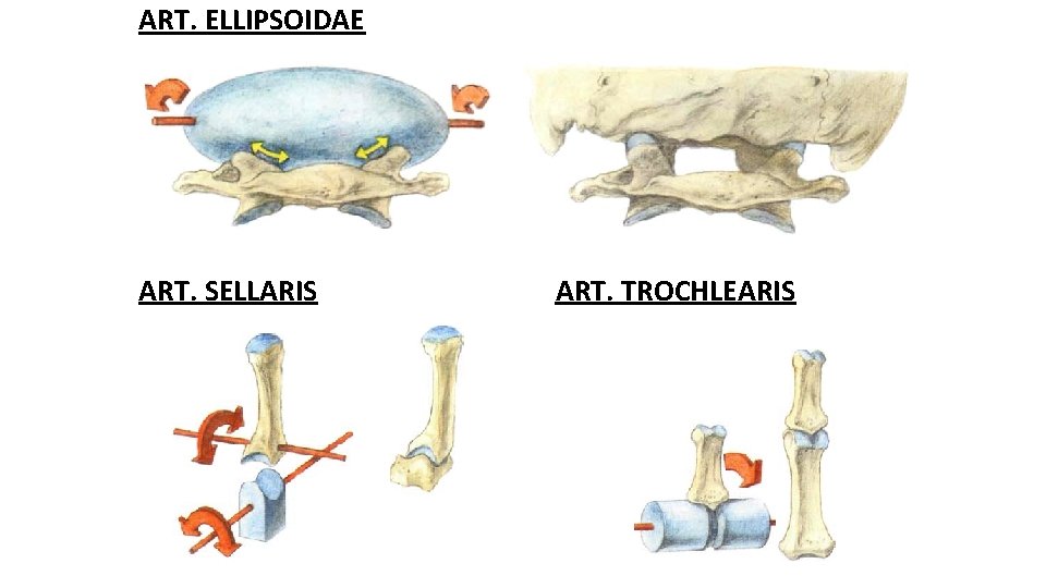 simptomele și tratamentul osteoporozei șoldului