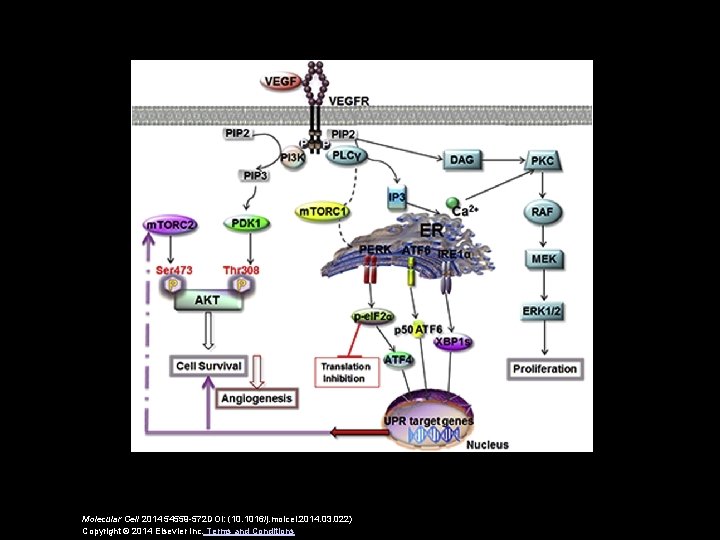 Molecular Cell 2014 54559 -572 DOI: (10. 1016/j. molcel. 2014. 03. 022) Copyright ©