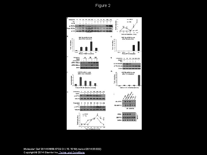 Figure 2 Molecular Cell 2014 54559 -572 DOI: (10. 1016/j. molcel. 2014. 03. 022)