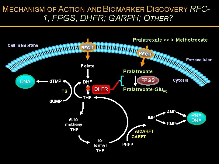 MECHANISM OF ACTION AND BIOMARKER DISCOVERY RFC 1; FPGS; DHFR; GARPH; OTHER? Pralatrexate >>