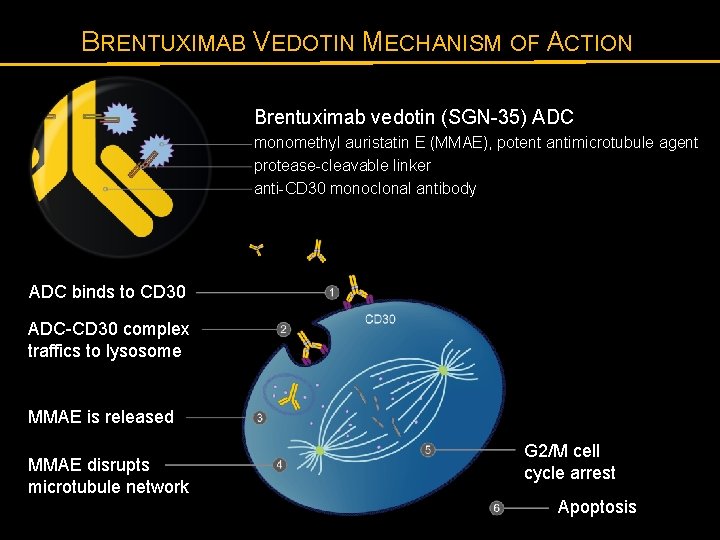 BRENTUXIMAB VEDOTIN MECHANISM OF ACTION Brentuximab vedotin (SGN-35) ADC monomethyl auristatin E (MMAE), potent