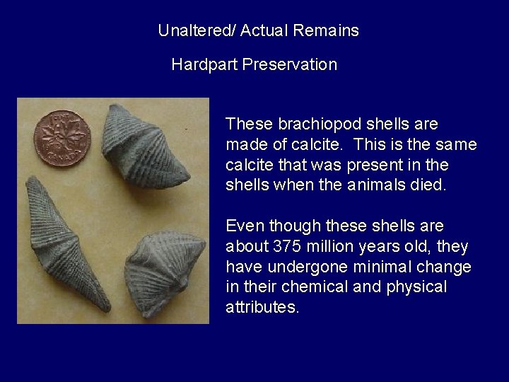 Unaltered/ Actual Remains Hardpart Preservation These brachiopod shells are made of calcite. This is