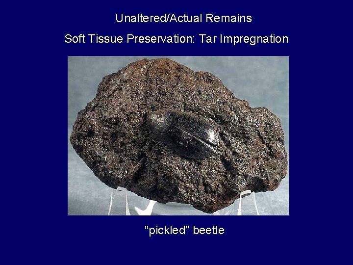 Unaltered/Actual Remains Soft Tissue Preservation: Tar Impregnation “pickled” beetle 
