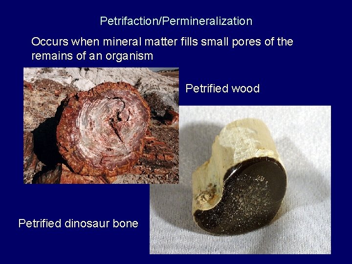 Petrifaction/Permineralization Occurs when mineral matter fills small pores of the remains of an organism