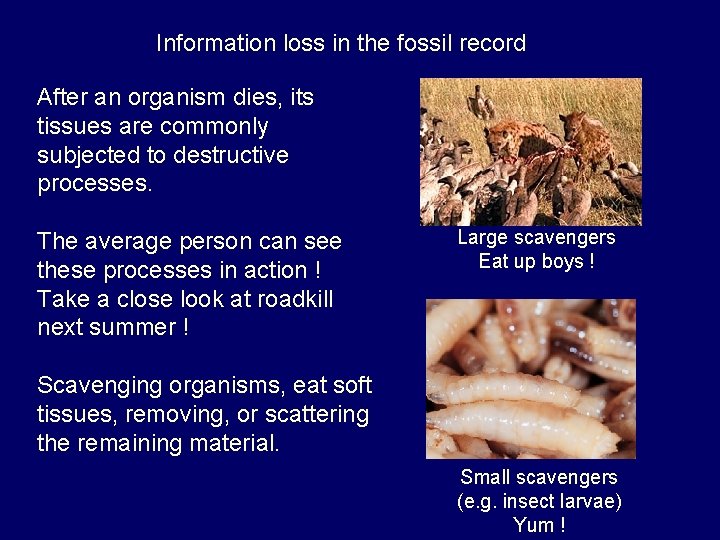 Information loss in the fossil record After an organism dies, its tissues are commonly