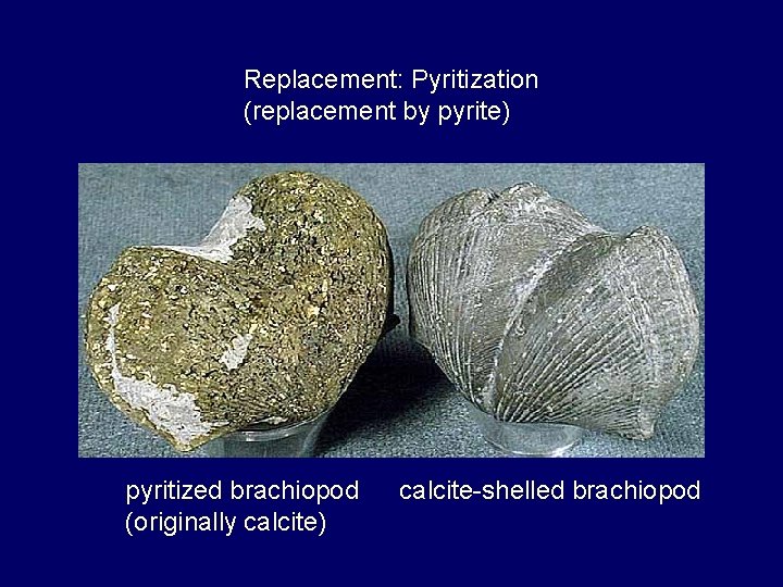 Replacement: Pyritization (replacement by pyrite) pyritized brachiopod (originally calcite) calcite-shelled brachiopod 