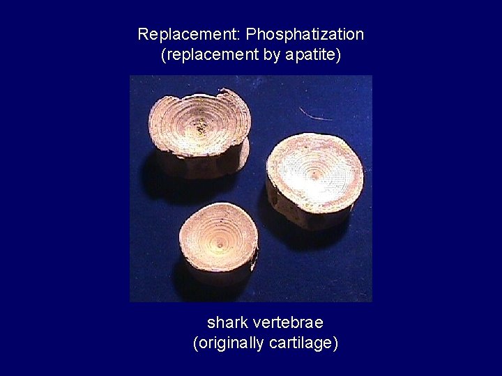 Replacement: Phosphatization (replacement by apatite) shark vertebrae (originally cartilage) 