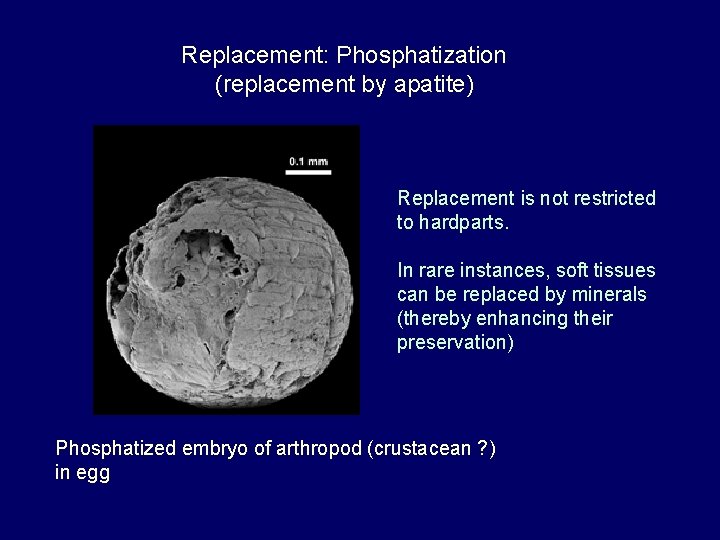 Replacement: Phosphatization (replacement by apatite) Replacement is not restricted to hardparts. In rare instances,